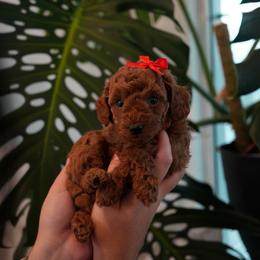 Poodle Puppies from aura vasquez