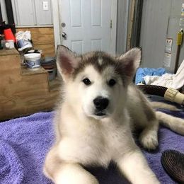 Alaskan Malamute Puppies from Jamie Minchew's Alaskan Malamutes