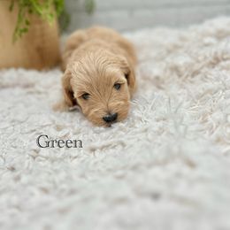 Maltipoo Puppies from Grassy Meadow Pups