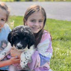 Newfoundlands, Newfypoos, and Sheepadoodles from Sweet Creek Pups