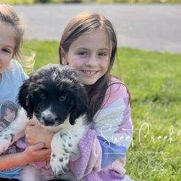 Newfoundlands, Newfypoos, and Sheepadoodles from Sweet Creek Pups