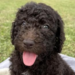 Poodles from Wilkins Farm