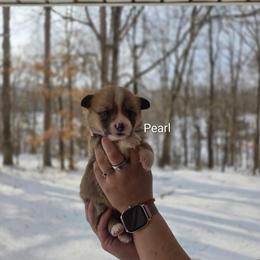 Pearl - Red and white female American Corgi puppy in Centerville, Tennessee from Katerina's American Corgis