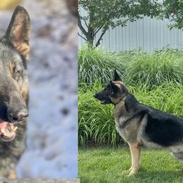 German Shepherds from Zytut Kennel