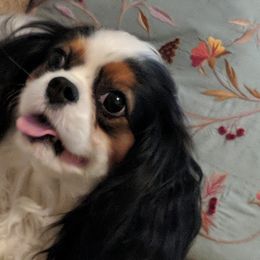 Cavalier King Charles Spaniels from Loves A Lot Cavaliers