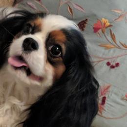 Cavalier King Charles Spaniels from Loves A Lot Cavaliers