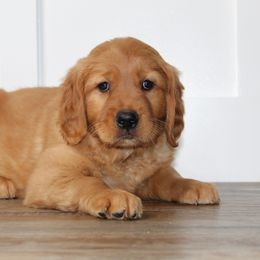 Australian Shepherd and Golden Retriever Puppies from Sterling Valleys Goldens and Aussies