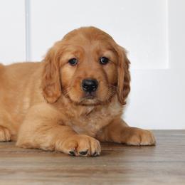 Australian Shepherd and Golden Retriever Puppies from Sterling Valleys Goldens and Aussies