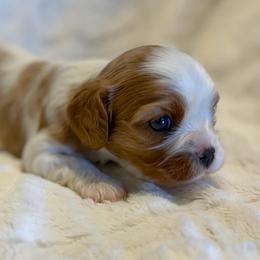 Girl 2 - Blenheim female Cavalier King Charles Spaniel puppy in Lewiston, Utah from Country Pups Cavaliers