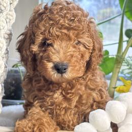 Chewie - Red  male Poodle puppy in Seminole, Oklahoma from TruPoodles, Oklahoma AKC Mini poodles