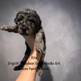 Ritz - Merle female Goldendoodle puppy in Grove, Oklahoma from Guinn Family Farms