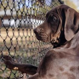 Catahoula Leopard Dogs from Hidden Ridge Farms