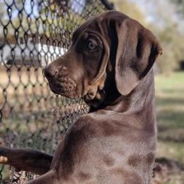 Catahoula Leopard Dogs from Hidden Ridge Farms