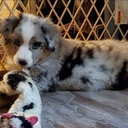 Jora - Blue merle female Miniature Australian Shepherd puppy in Findlay, Ohio from RStar Aussies