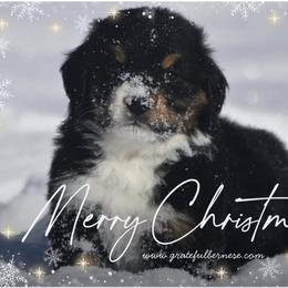 Bernese Mountain Dog puppies from Grateful Bernese & Gage's Goldens