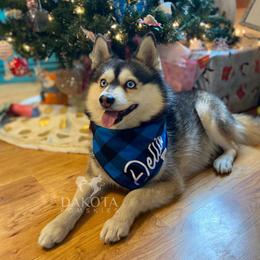 Delta - Pomsky