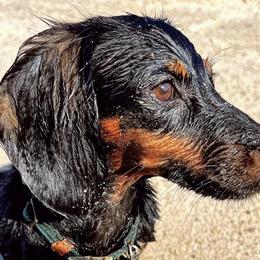 Dachshunds from Blueberry Hill Mini Dachshunds