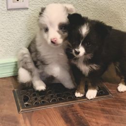 Toy Australian Shepherd Puppies from Desert Fox Aussies