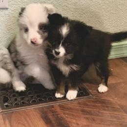 Toy Australian Shepherd Puppies from Desert Fox Aussies