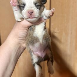 Sable girl 1 - Sable female Pembroke Welsh Corgi puppy in Clinton, Tennessee from High Hopes Farm