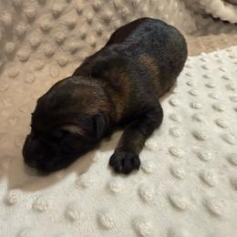 Girl 5 - Sable female German Shepherd puppy in Ashland, Alabama from CzechDDR