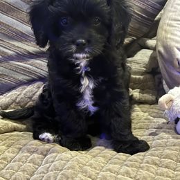 Cavapoo and Shihpoo Puppies from Haus of Doodles