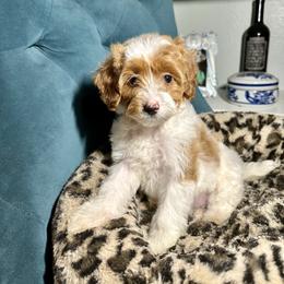 Orange Collar - Parti female Goldendoodle puppy in Cocoa, Florida from Leopard n Lace Doodles