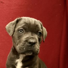 Cane Corso Puppies from River Bluff Cane Corsos