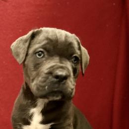 Cane Corso Puppies from River Bluff Cane Corsos