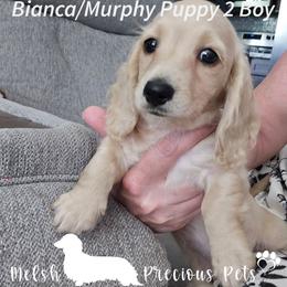 Puppy 2 - Cream male Dachshund puppy in Anamosa, Iowa from Melsh Precious Pets