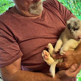 Border Collie Puppies from Bama Border Collies