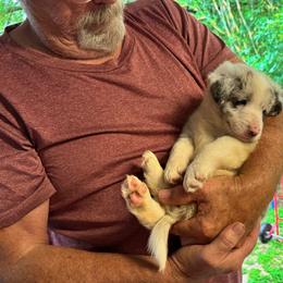 Border Collie Puppies from Bama Border Collies