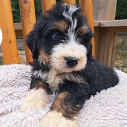 Assorted Doodle Crosses, Bernedoodle, Goldendoodle, and Poodle Puppies from Williams Lake Doodles
