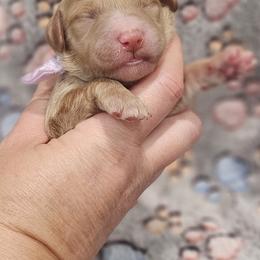 Purple Female - Red  female Goldendoodle puppy in Mocksville, North Carolina from Hunting Creek Farm & Kennel