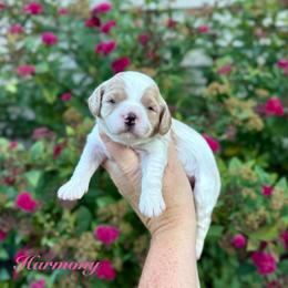 Harmony - Red female Cavapoo puppy in Midland, Michigan from Northern Charm Farm