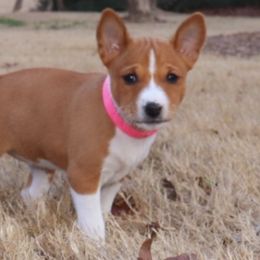 Basenjis from Becker's Basenjis