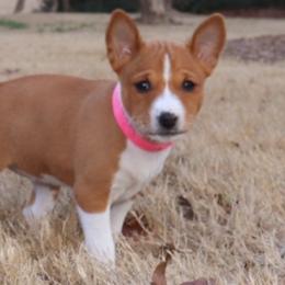 Basenjis from Becker's Basenjis