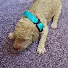 Aurora - Apricot female Poodle puppy in St. Johnsbury, Vermont from Poodles of the Northern Woods