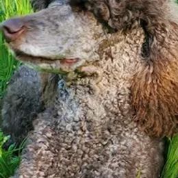 Poodles from Bigfoot Poodles