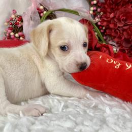 Emerald - Lemon and white female Beagle puppy in Katy, Texas from Houston’s Howlin’ Hounds