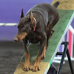 Doberman Pinschers from Reign Dobermans