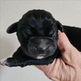 Enzo - Black male Perro de Presa Canario puppy in El Paso, Texas from PaPaws Gotta Love It Kennels