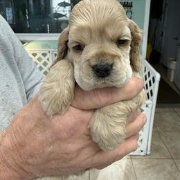 TBD - Buff male Cocker Spaniel puppy in Breckenridge, Michigan from Keto Kennels