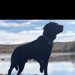 Labrador Retriever Puppies from Una Palma Kennels