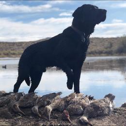 Labrador Retriever Puppies from Una Palma Kennels