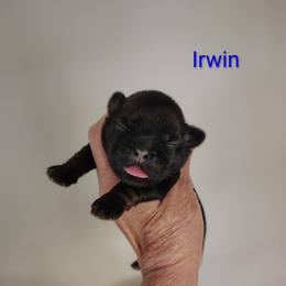 Irwin - Red male Shih Tzu puppy in Palmyra, New York from Karen's Tzus of Palmyra-Macedon