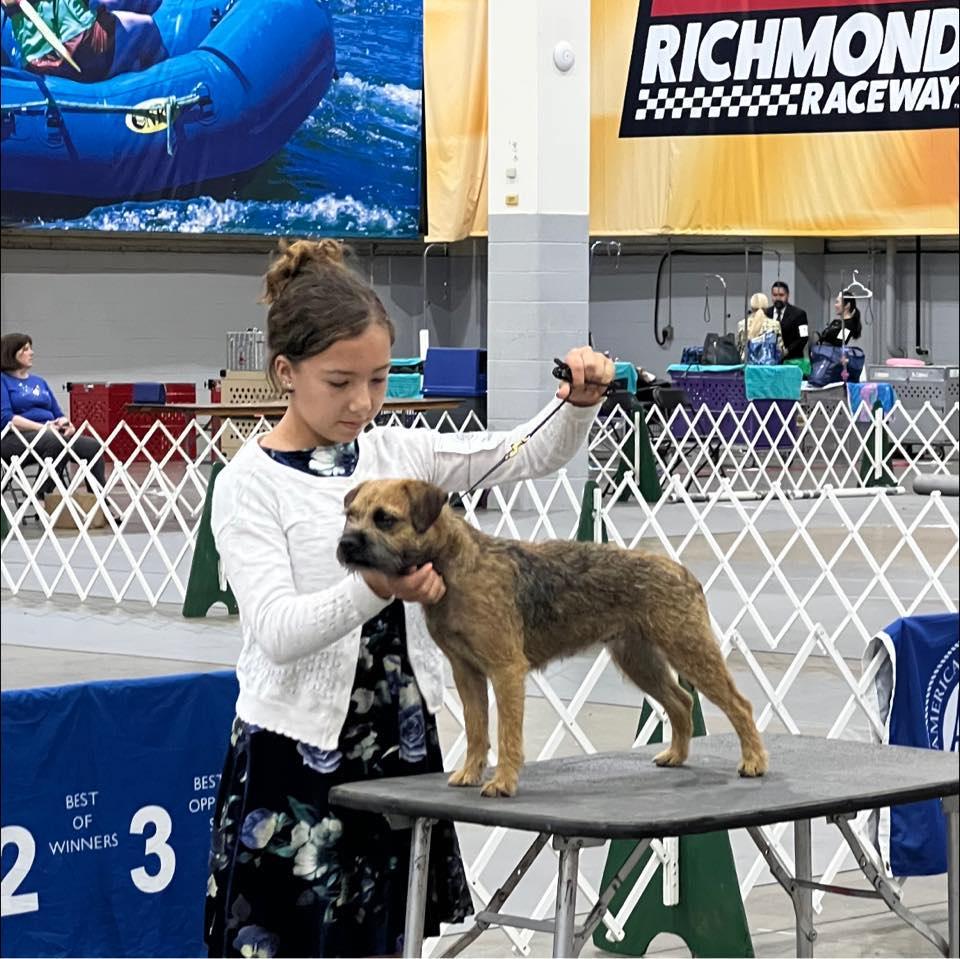 Cedar Run Kennels in Virginia Border Terrier and Jack Russell Terrier