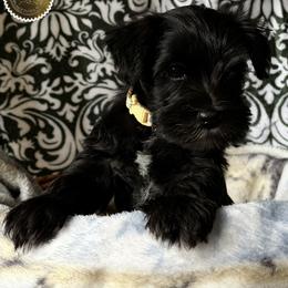 Chloe - Black female Miniature Schnauzer puppy in Frankford, Delaware from Miniature Schnauzers of Delmarva