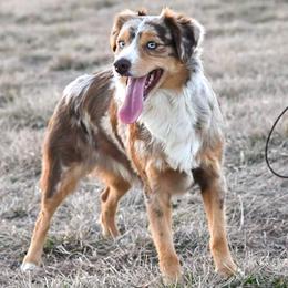 Miniature Australian Shepherds and Toy Australian Shepherds from Ashley's Aussies, LLC
