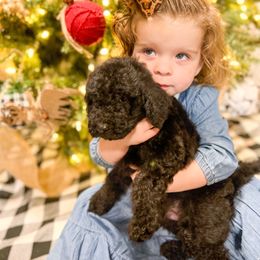 Boy 2 - Goldendoodle puppy in Beggs, Oklahoma from Meyers Doodles